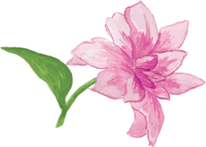 lily-funeral-plan-300×214