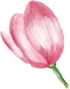 tulip-funeral-plan-237×300